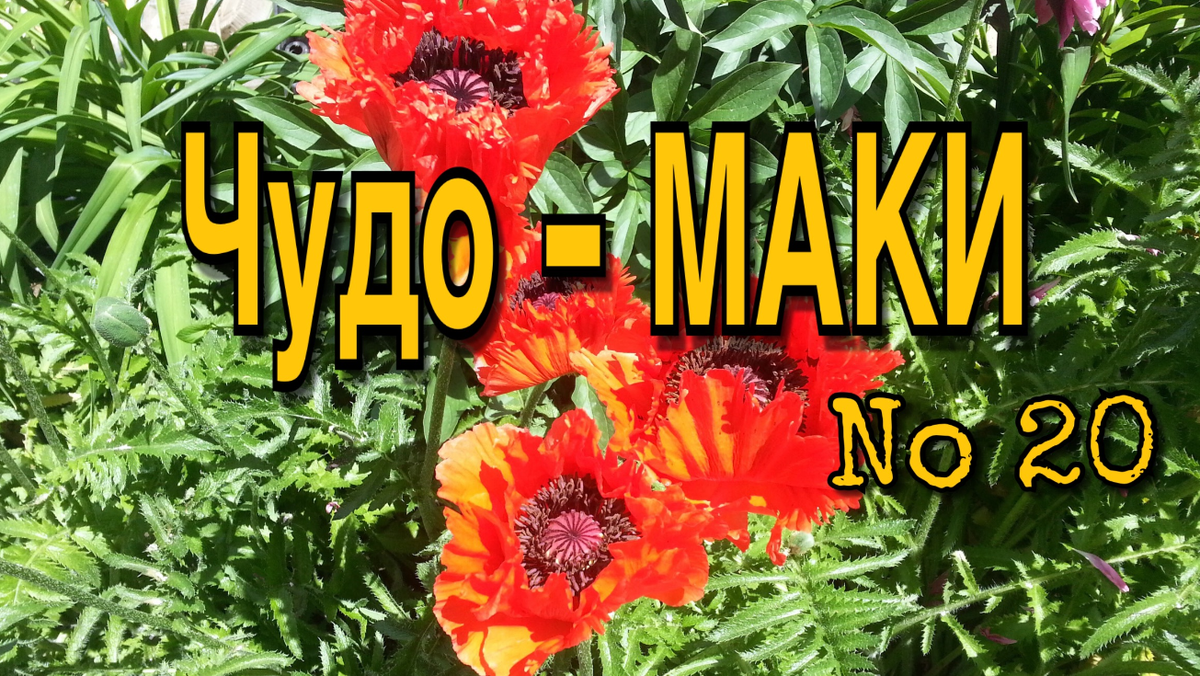 Как великолепны маки в цвету. Просто восторг!!!ССЫЛКА: https://www.youtube.com/watch?v=R4X_hsavBQo&feature=youtu.be🌹🌹🌹 Природное земледелие - моя фишка. Это канал о моем новом увлечении ПРИРОДНЫМ ЗЕМЛЕДЕЛИЕМ. Третий год мы землю НЕ КОПАЕМ и очень довольны – стало во-первых намного легче, интереснее и результаты прекрасные.