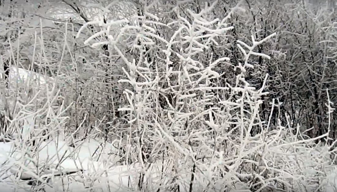 на зиму свежие белые. на зиму свежие белые. мороженные грибы. грибы в воде. белый гриб заморозка.