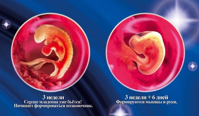 Зародыш эмбрион 2 неделя. Плод в 2 недели беременности после зачатия. Ребенок на 2 недели берем. Что будет через 4 недели