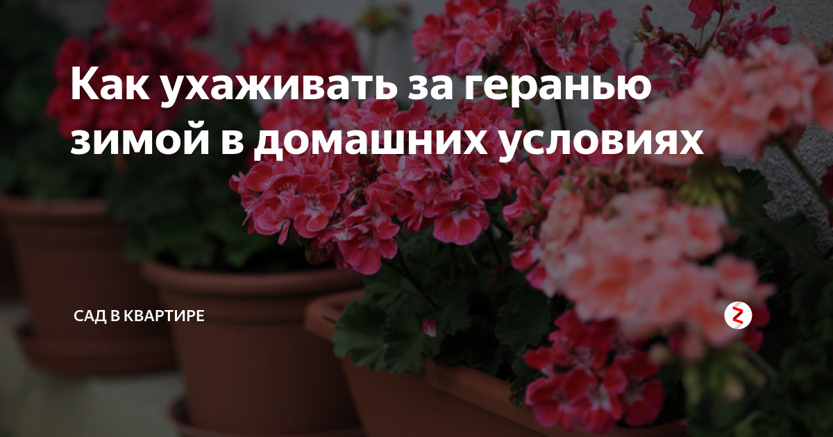 Как поливать пеларгонию зимой. Как ухаживать за геранью зимой. Герань зимой в домашних. Герань зимой уход в домашних условиях. Чудо-удобрение для герани.