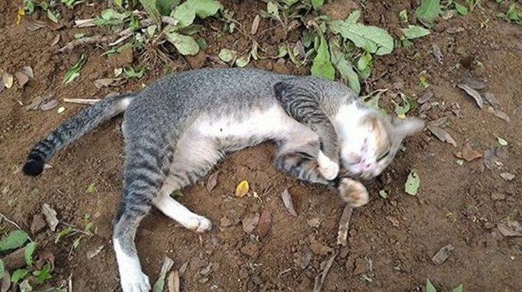 Источник: pinterest.com