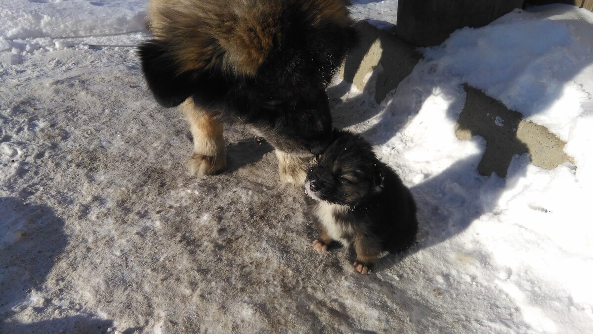 Маленькая Коза с  папой