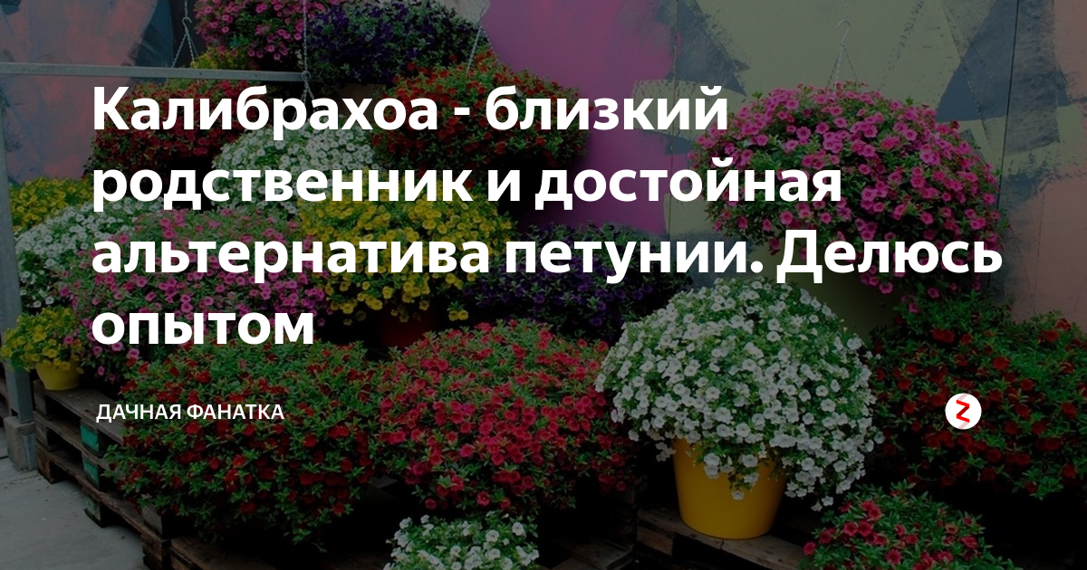 Калибрахоа ампельная. Калибрахоа ударение. Калибрахоа chameleon sunshine berry. Сурфиния калибрахоа. Петуния калибрахоа описание.
