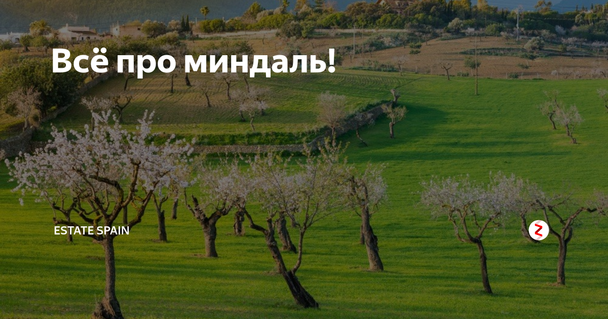 Всё про миндаль! | Estate Spain недвижимость в Испании | Дзен