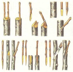 Данный метод подходит для деревьев, у которых легко отходит кора. Для того чтобы сделать прививку, нужен острый садовый нож.