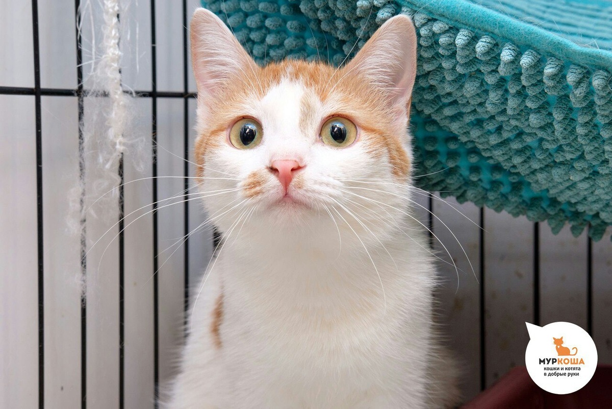 Марыся  родилась на улице и до некоторого времени росла в одном из дворов,  познавая все невзгоды бездомной жизни. Кошечке повезло, что на ее пути  встретились неравнодушные люди и привезли ее в приют "Муркоша". 