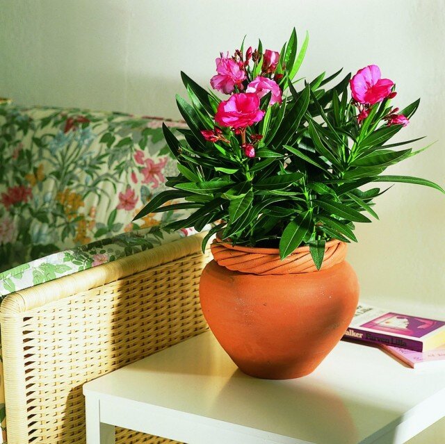 Олеандр обыкновенный (Nerium oleander). © floradania