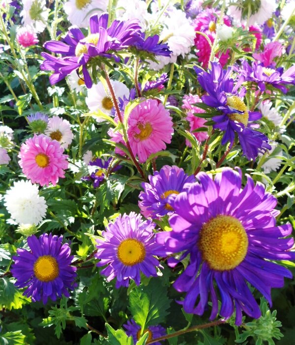 Уход за цинией в течение сезона