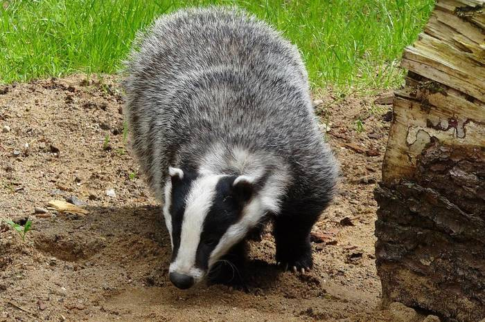 Это барсук, а не хухры-мухры