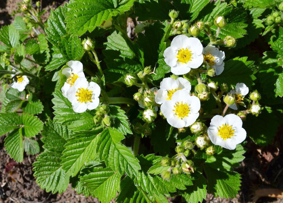 Цветение клубники