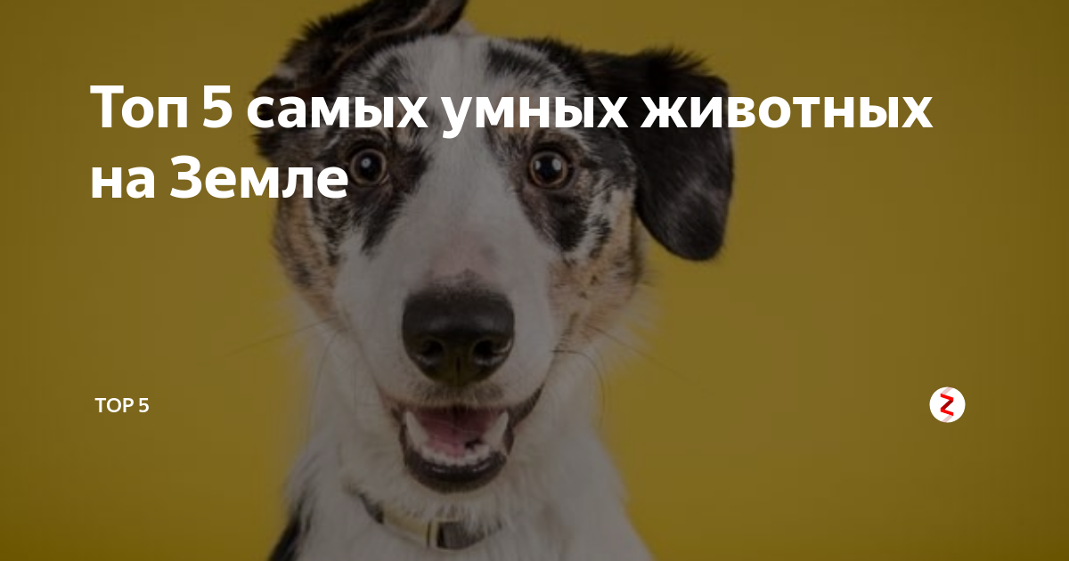 Какое животное умнее. Топ самых умных животных. Топ 5 самых умных животных. Самое умное животное на земле. Картинки умных животных