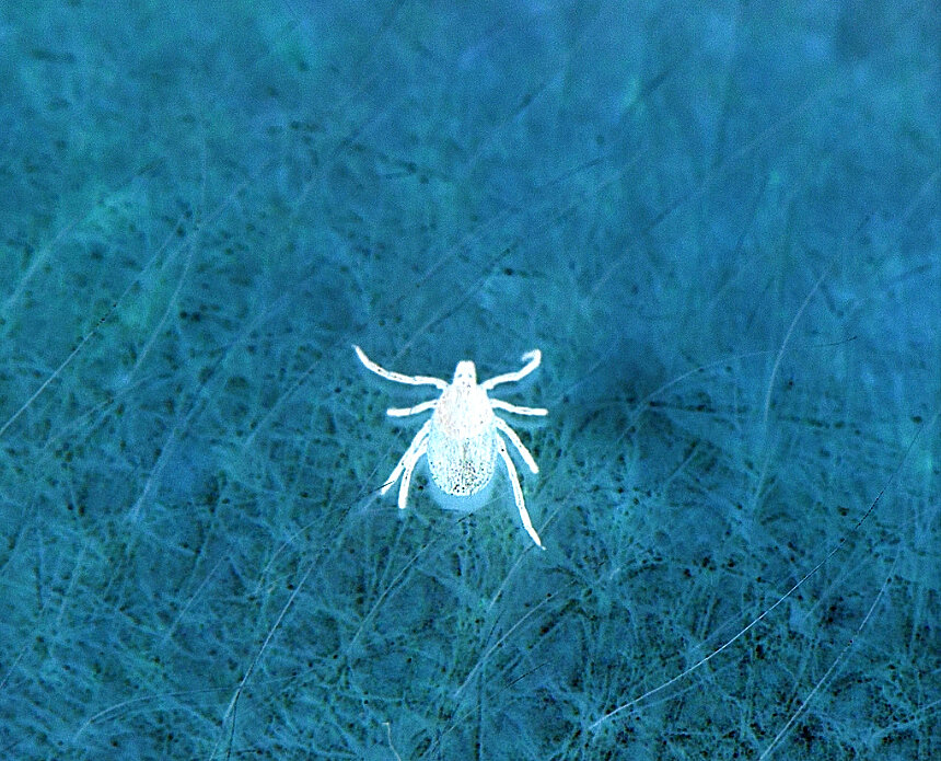 Черноногий клещ (Ixodes scapularis) 