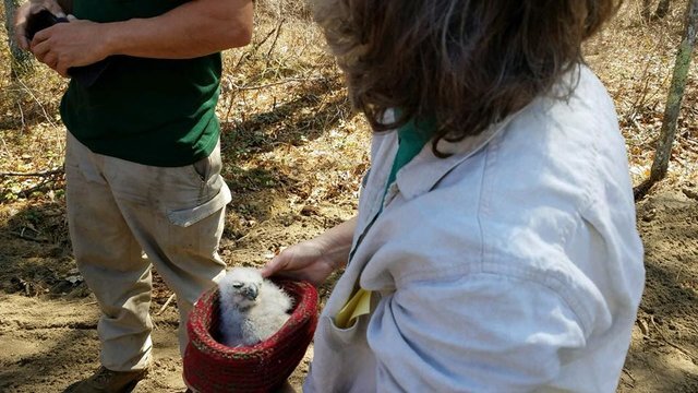 Фото: Wild Care Cape Cod
