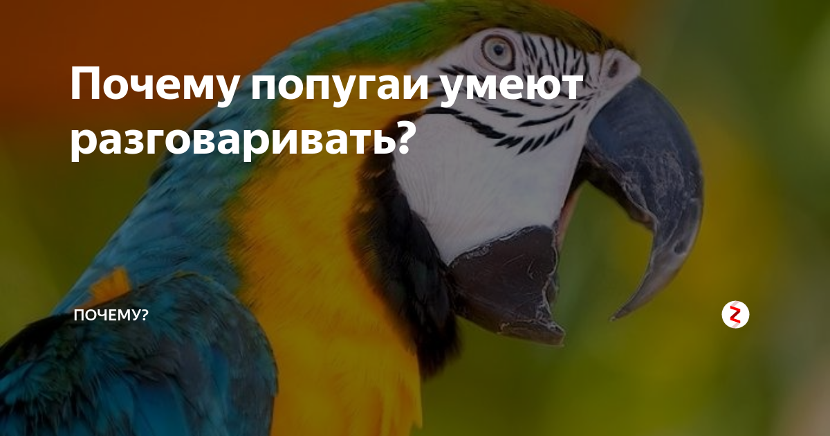 Говорящий попугай 4. Попугай который умеет разговаривать. Почему попугаи разговаривают. Почему попугайчики умеют говорить.. Проект почему попугаю разговаривают.