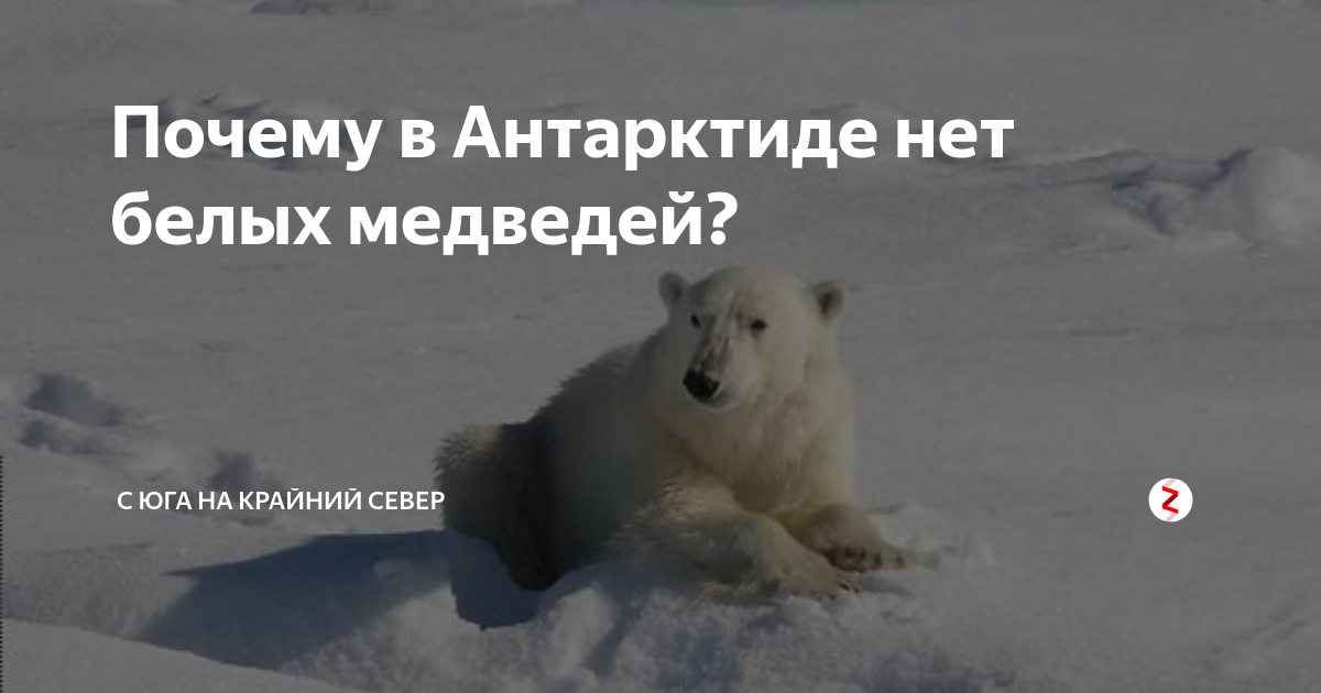 Почему а Антарктиде нет белых медведей? / Анри Малле