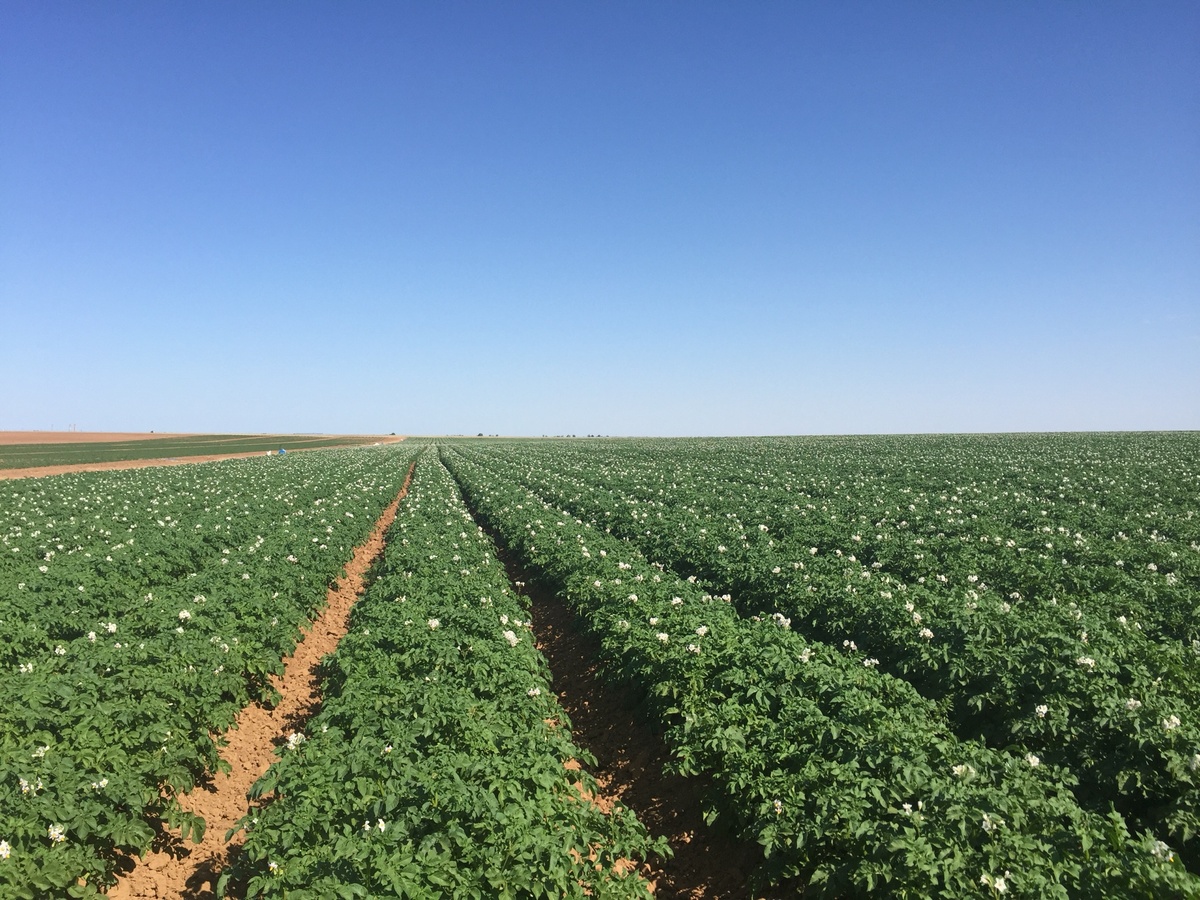 Наши картофельные поля. Астраханская область июнь 2018 года.