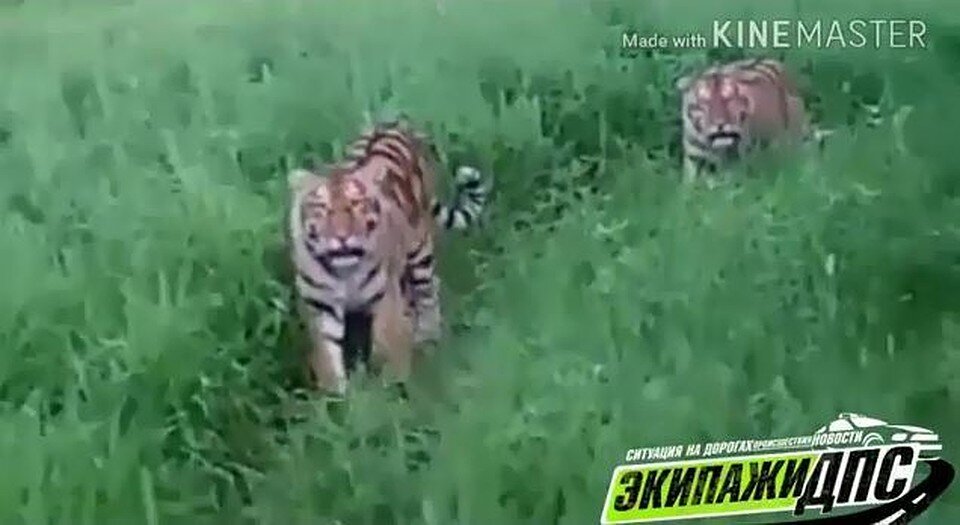 Тигр – страшный хищник. Его зубы и когти моментально разрывают плоть. Но считается, что у тигра есть и другое невидимое оружие – бесшумная и таинственная способность парализовать свою жертву