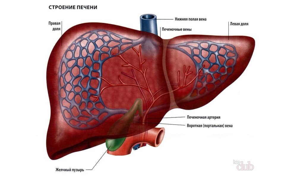 Здоровый образ жизни — это модно!