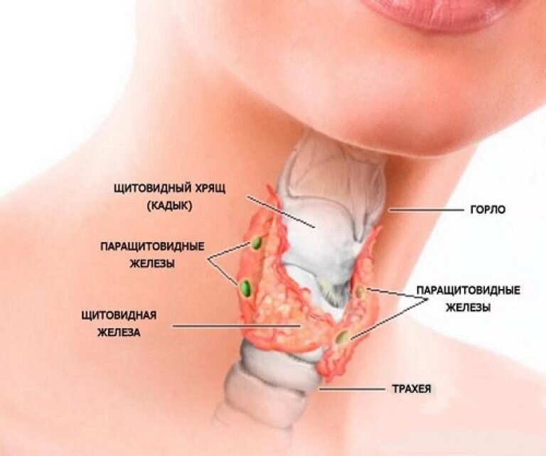 Боль в кадыке причины. Щитовидный хрящ и щитовидка. Щитовидный хрящ у женщин. Гортань и щитовидная железа. Щитовидная железа и паращитовидная железа.