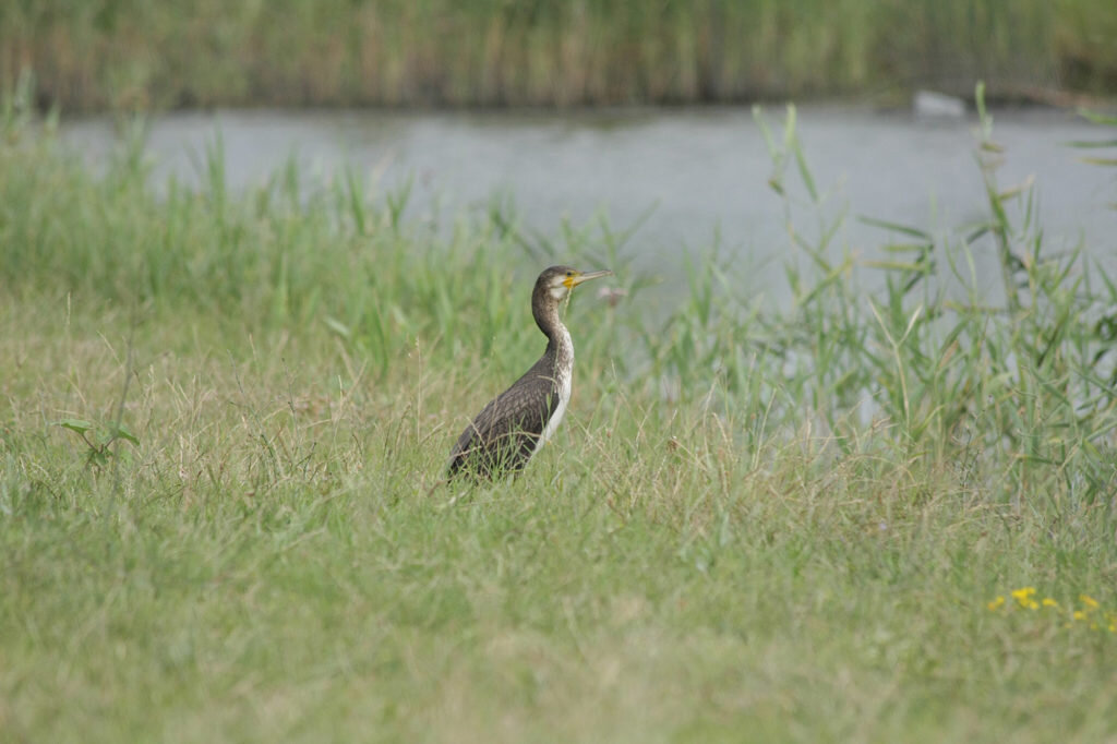 Большой баклан (Phalacrocorax carbo). Фото: Андрей Помидорров. Снято в Крымском районе