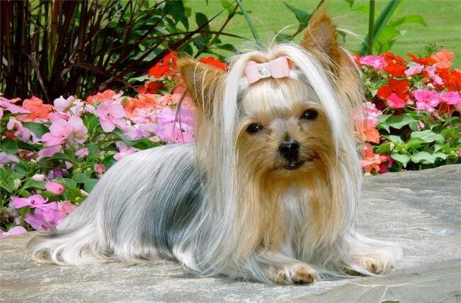 Йоркширский терьер