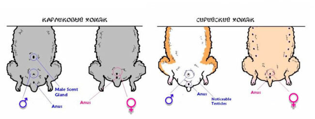 Как узнать пол хомяка джунгарского