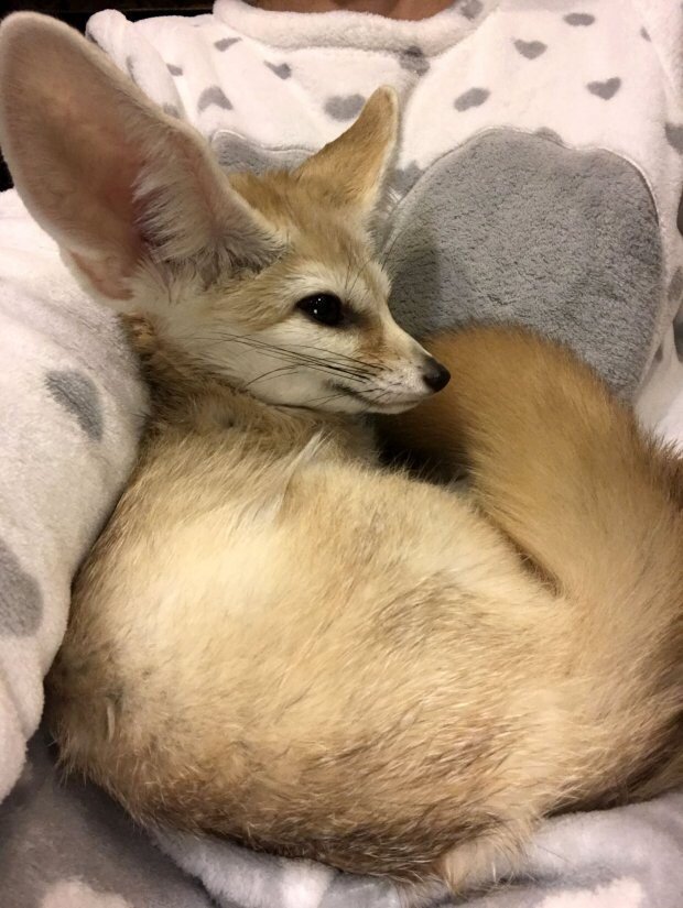 Свернулась клубочком