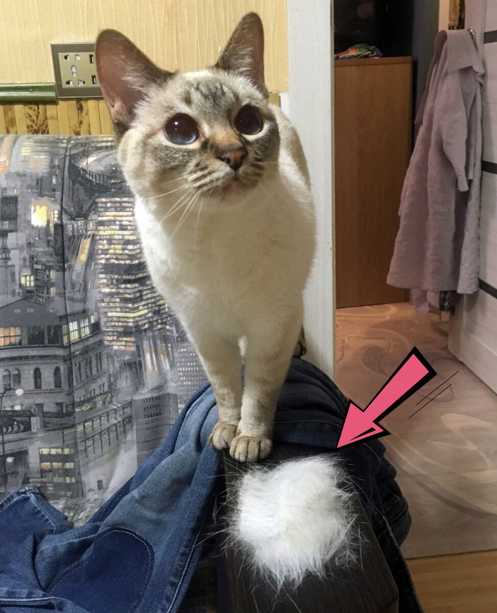 Уход за шерстью кошек