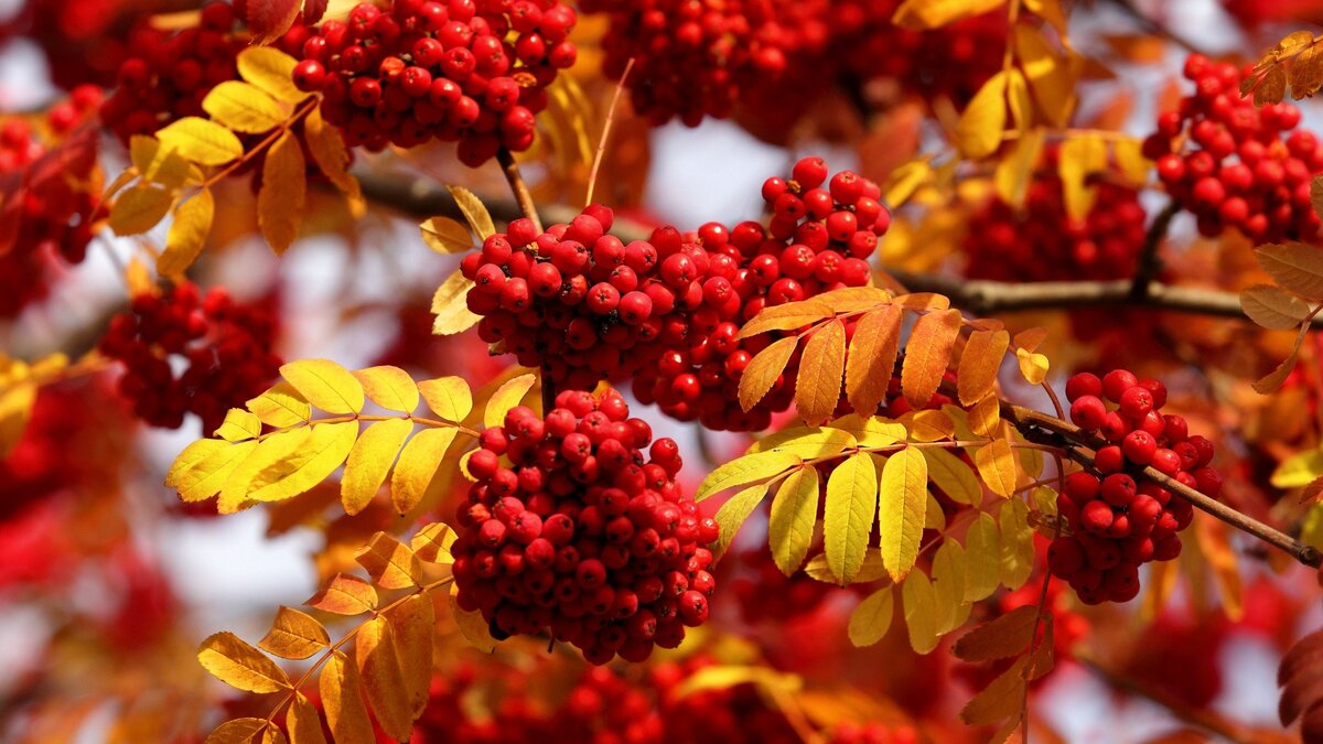 Осенние рецепты здоровья и красоты: польза красной рябины | Селовед — идеи  дачи и огорода | Дзен