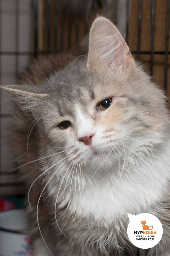 Кошечка Воробышек, 7 лет