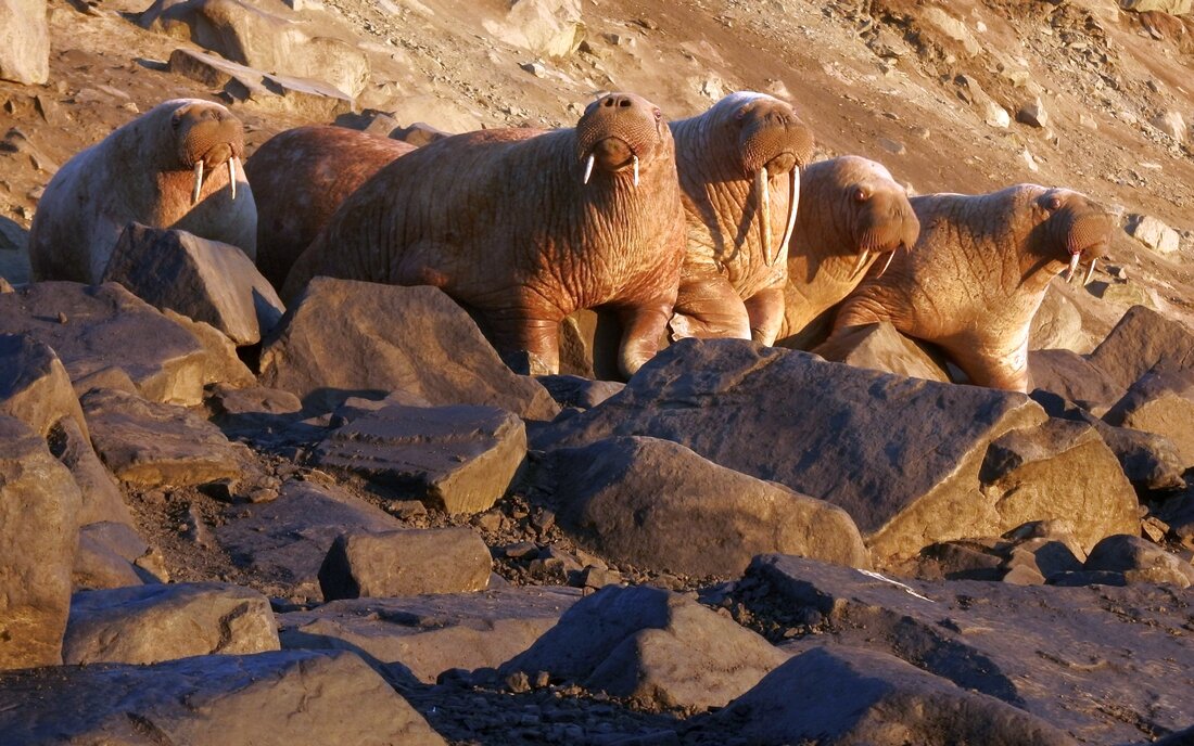 арктический заповедник остров врангеля. заповедник остров врангеля моржи. арктический заповедник остров врангеля. животные острова врангеля. остров врангеля белые медведи.
