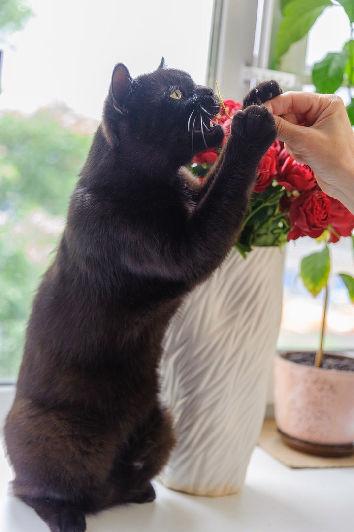 Кузя поедатель травы