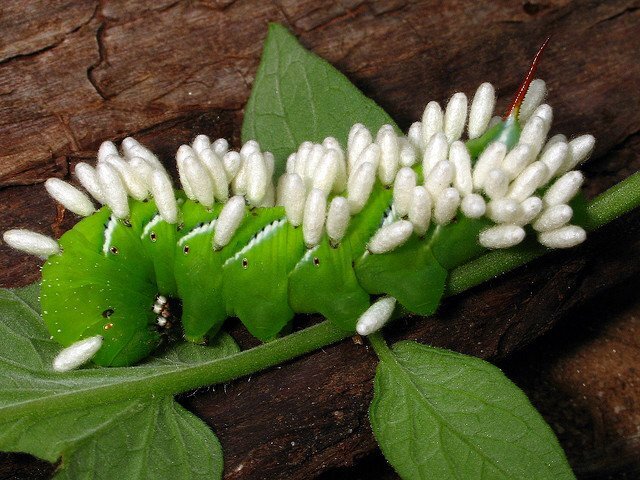 Яйца наездника на теле гусеницы. flickr.com/photos/alan_cressler