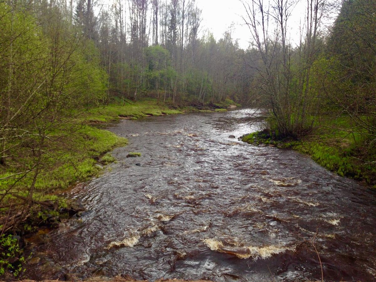 Собственно место старта, от деревни Красный бор. Было очень много воды, что помогло нам в тот год, пройти эту речку.