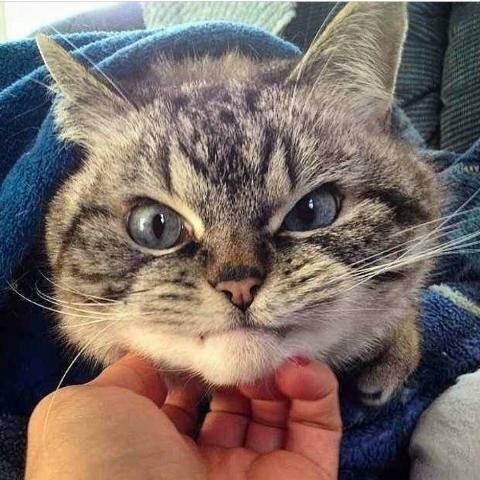 И зачем ты меня разбудила?! Чтобы просто погладить?!