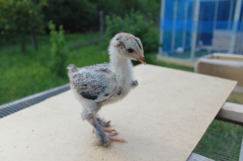 будущая часть подушки. или перины.