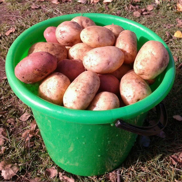 Домашний кар. Картофель в ведре. Свежая картошка. Ведро крупной картошки. Картофель деревенский ведро.