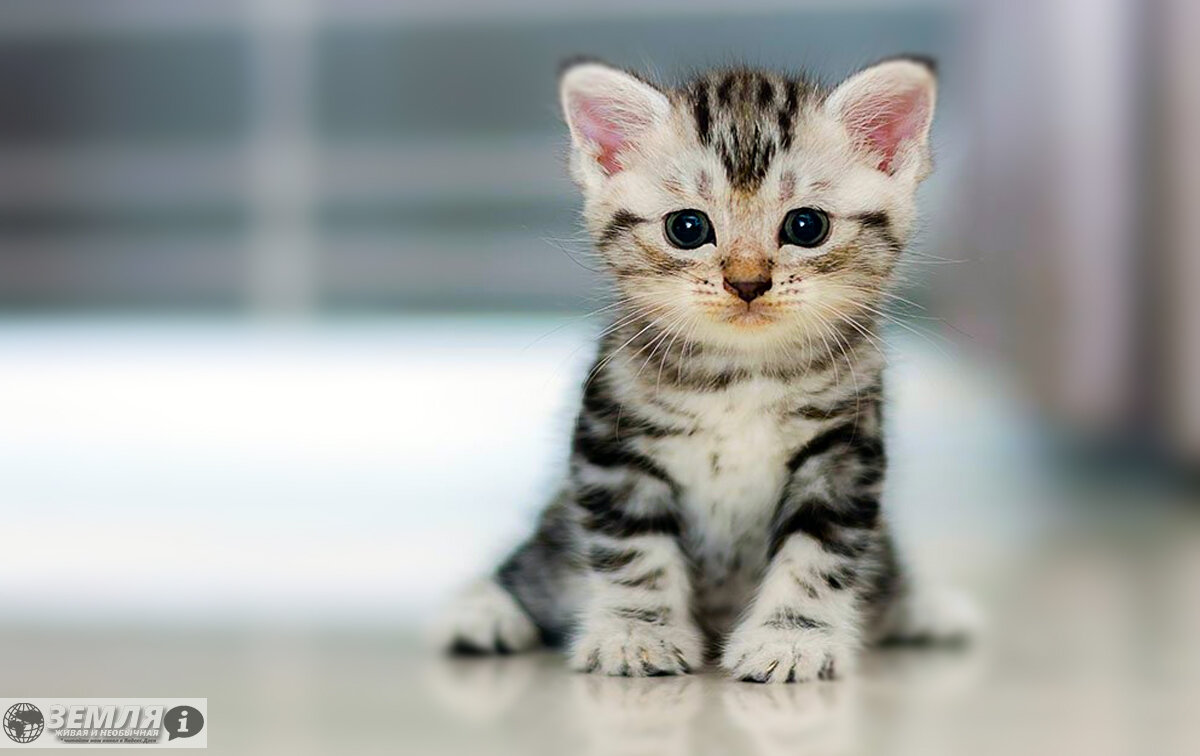 Такую прелесть нельзя не погладить и не приласкать. Чудо!