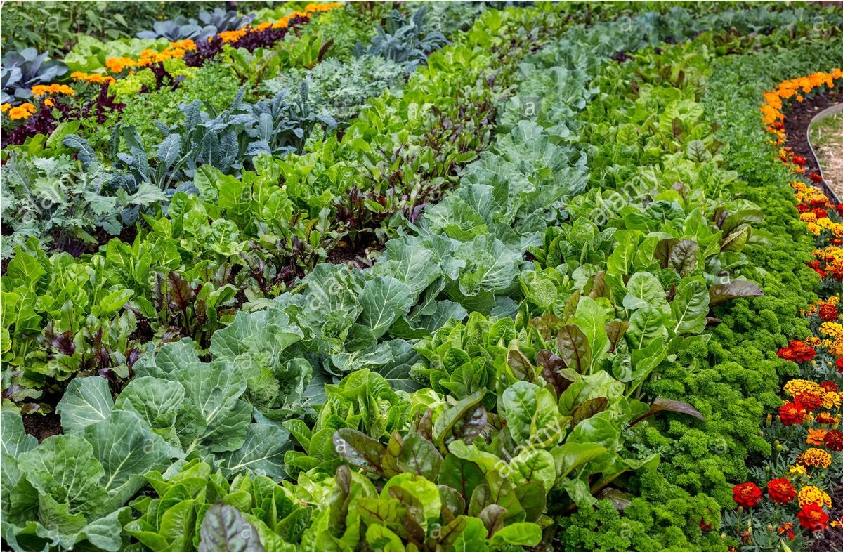 Огород - это не только вкусно и полезно, но еще и красиво