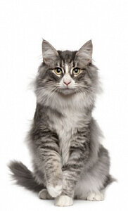  Согласно одной из историй возникновения данной породы кошек, прародителями лесного норвежского кота являются длинношерстные коты, завезенные викингами из Турции. Постепенно при скрещивании с другими короткошерстными европейскими породами появилась скандинавская аборигенная кошка. Под воздействие окружающей среды обитания в породе оставались наиболее сильные, выносливые, обладающие отличным здоровьем особи. Первые упоминания о лесных котах появились в детской книге, написанной в 1912 году. В этот период норвежские лесные коты, получили официальное признание. Для того чтобы сохранить этот вид в 30-х годах прошлого века начались работы по разведение лесного кота. На сегодняшний момент это самая популярная порода кошек в Норвегии. Она всегда привлекает большой интерес и симпатию среди посетителей выставок. В России норвежская лесная порода пока не так распространена, но это временно, так как норвеги покоряют многих любителей кошек с первого взгляда своим обворожительным внешним видом.ОписаниеХарактерУходПитание
