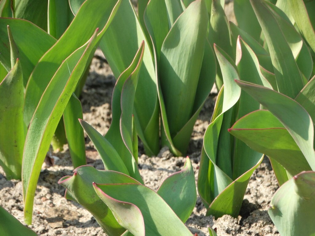 Тюльпаны на приусадебном участке