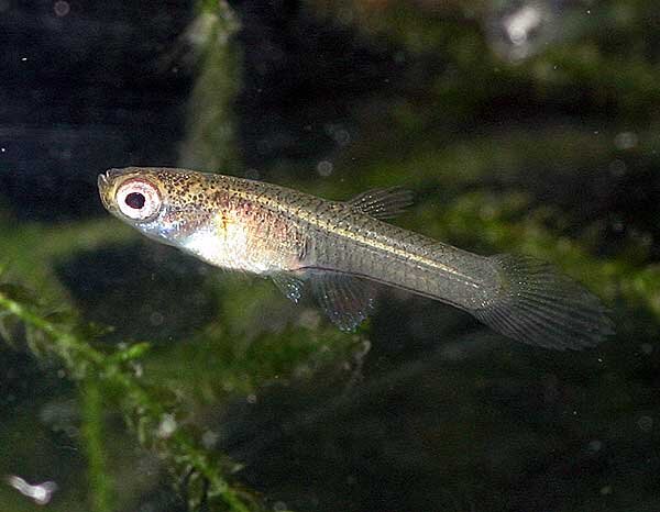 Источник фото: pasompa.tk  