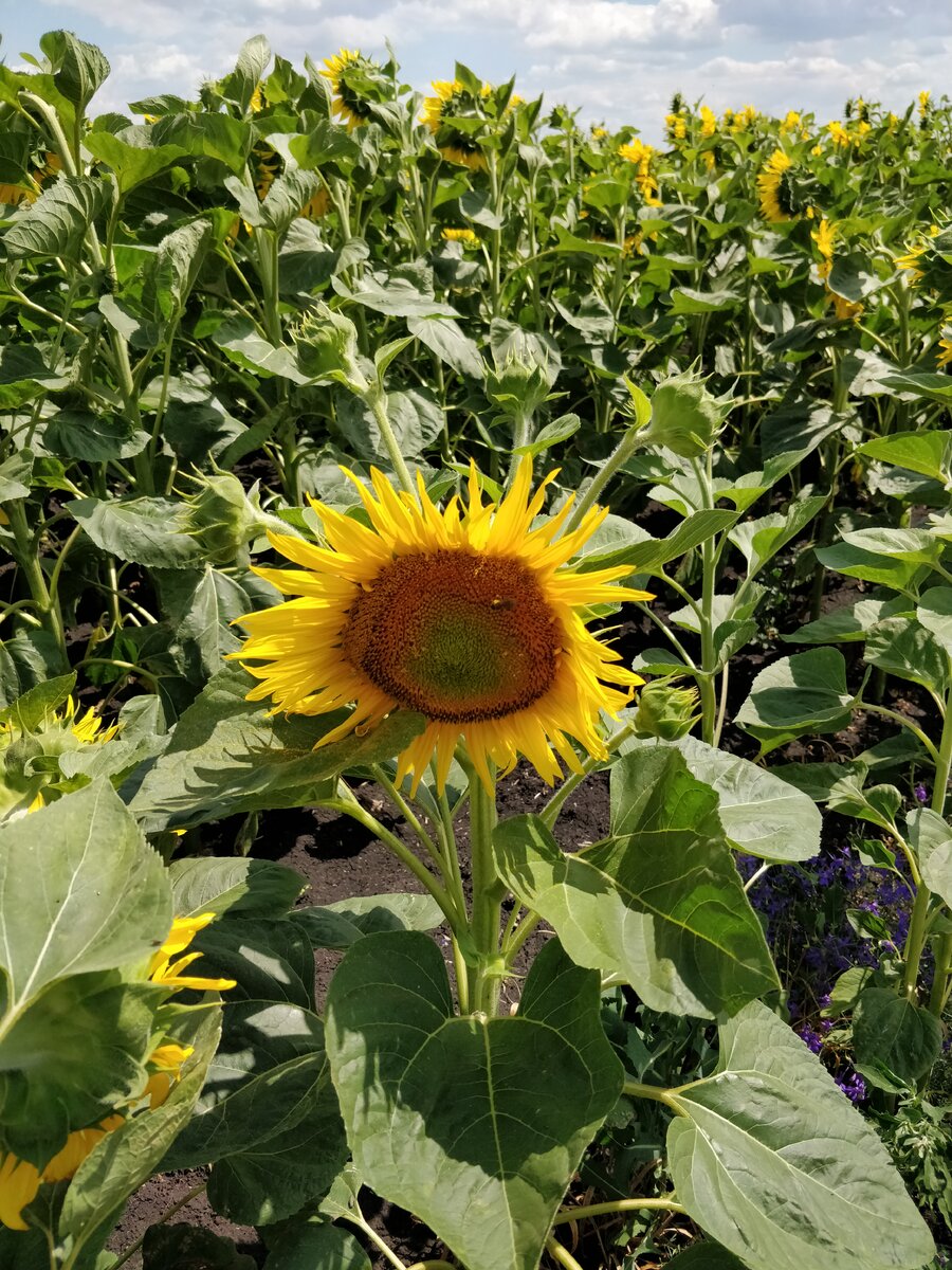 Если присмотреться, помимо главной, у этого растения есть еще несколько побочных шляпок