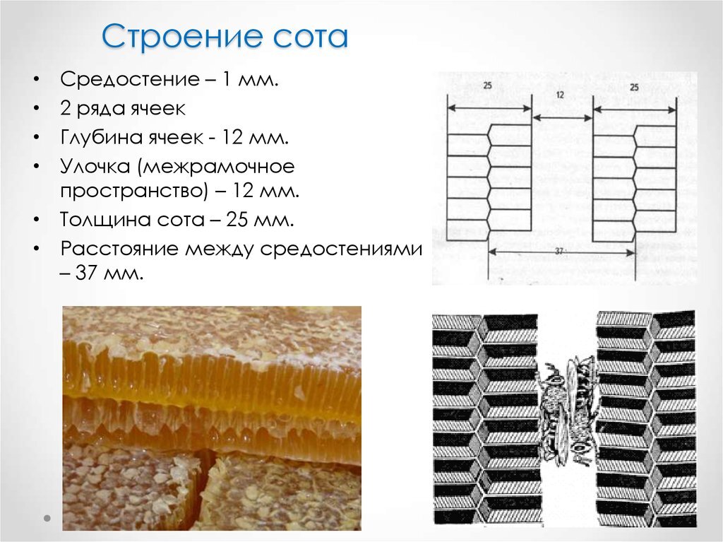 Чертеж пчелиной соты