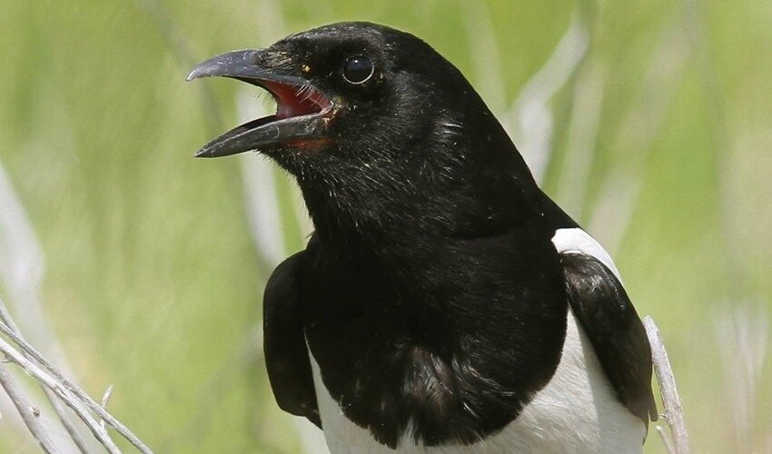 Фото: fishki.net