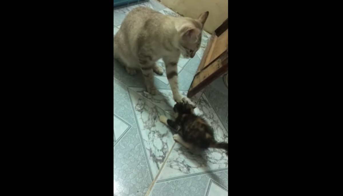 Кадр видео youtube.com/ViralHog