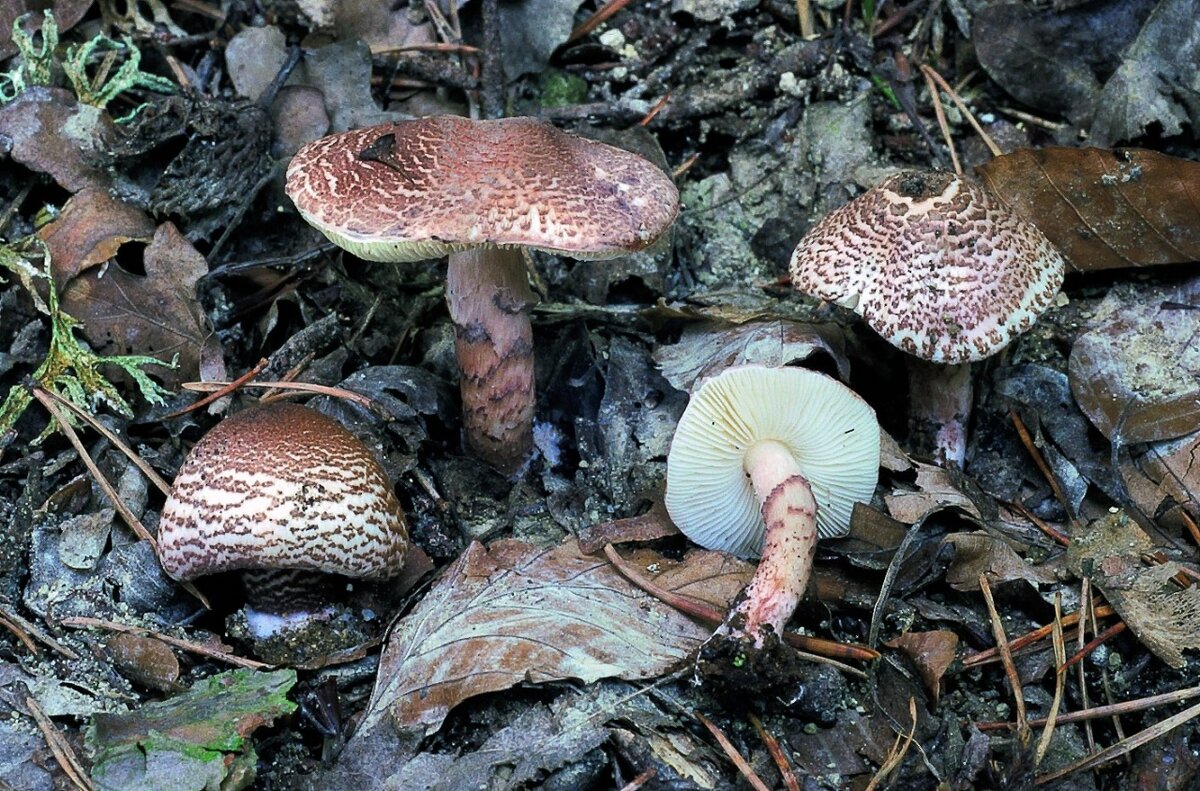 Источник фото: https://wikigrib.ru/img-gribs/zontik_cheshuychatyy/Lepiota-brunneoincarnata_05.jpg