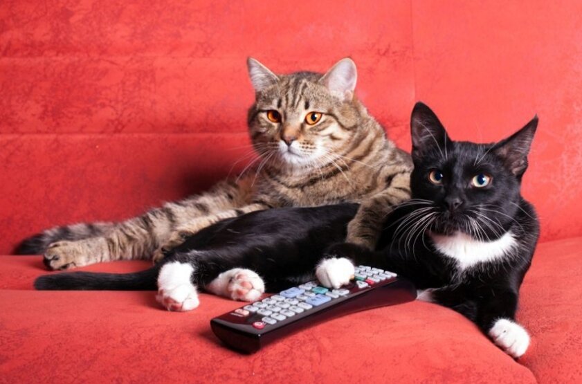 фото: Shutterstock