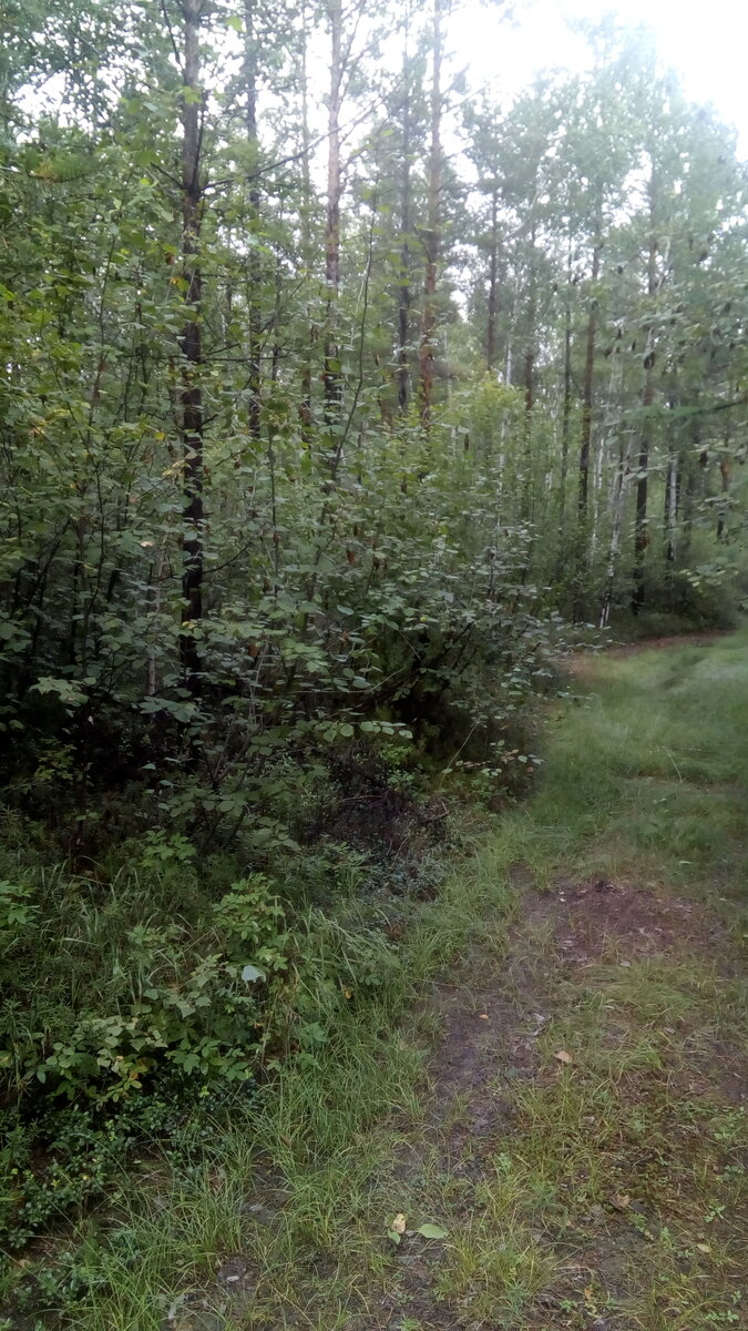 Вот по таким дебрям приходиться пробераться и соберать грибы