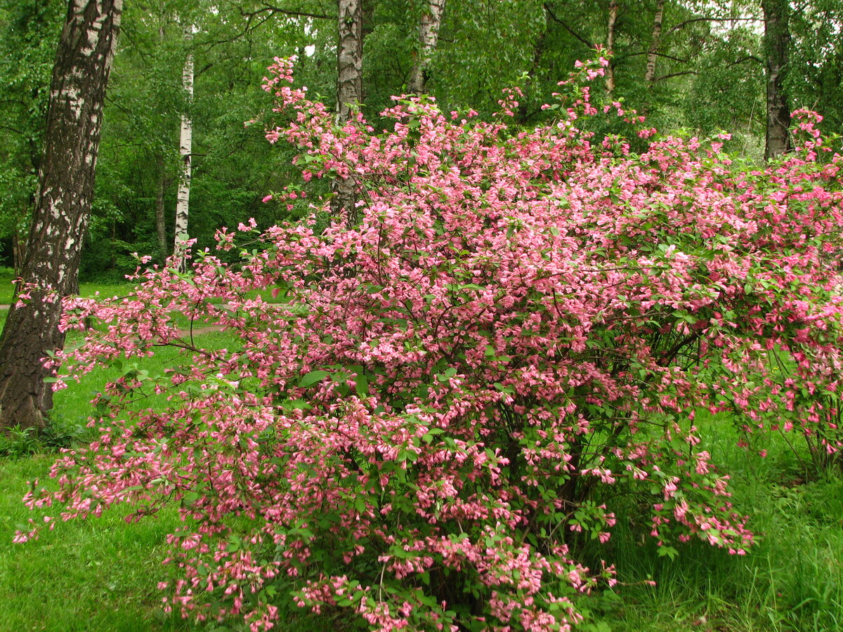 Weigela Florida (фото Андрея Корзуна)